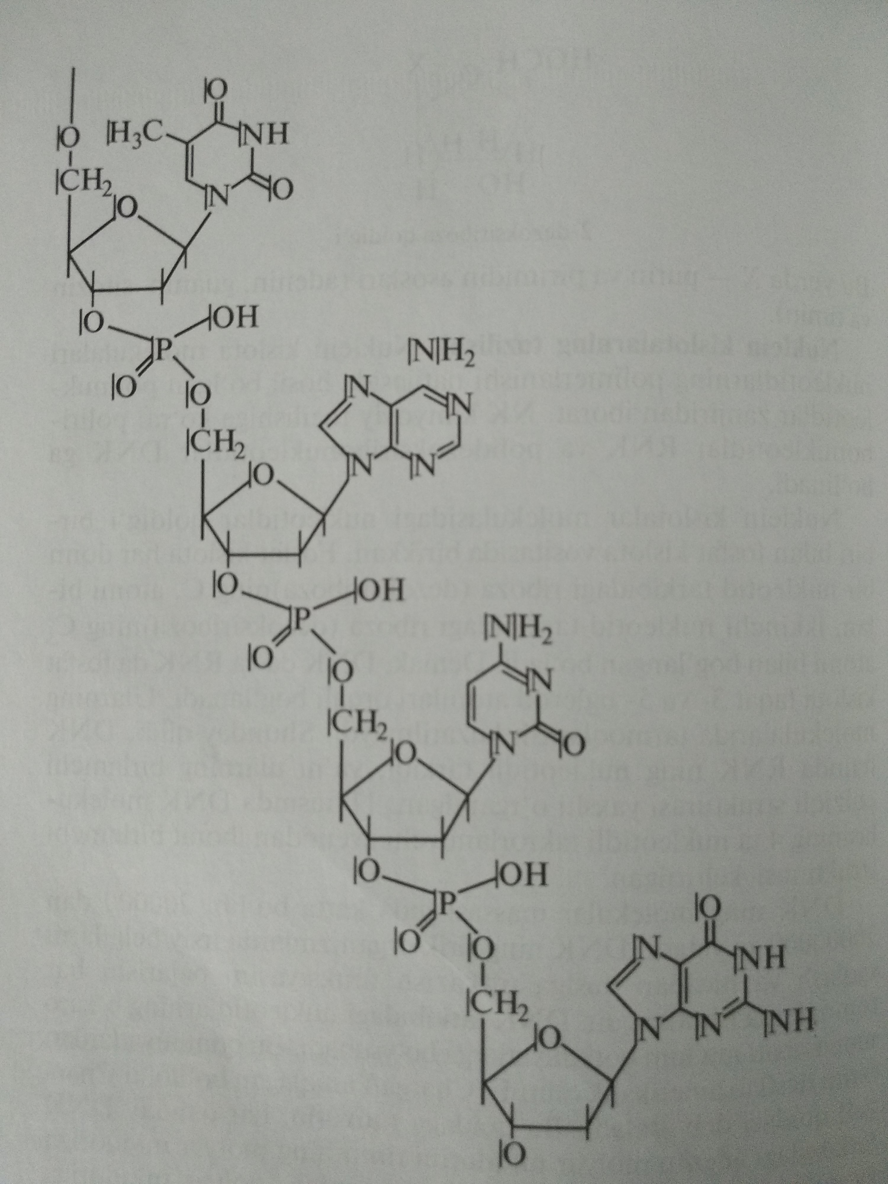 primary structure of dna