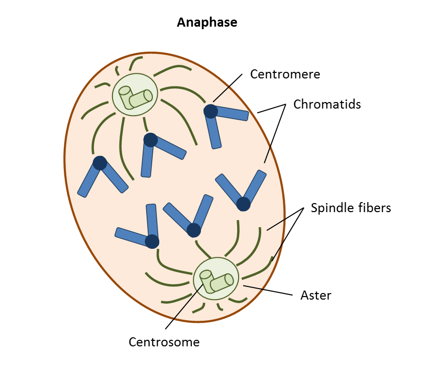 Answer In Biology For Aniker 92292